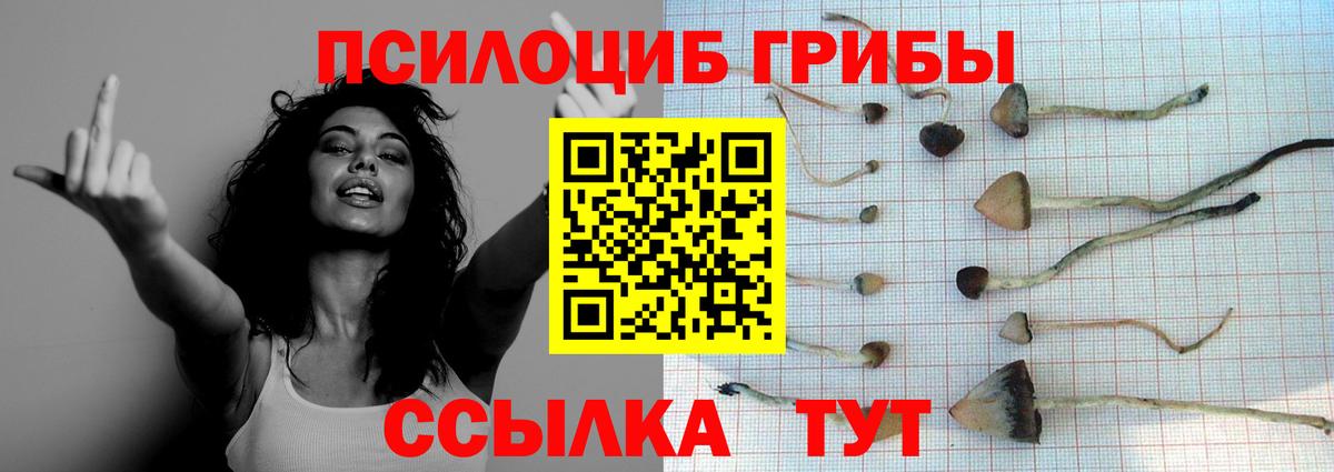 Галлюциногенные грибы Psilocybe  Вход с VPN  Саранск 
